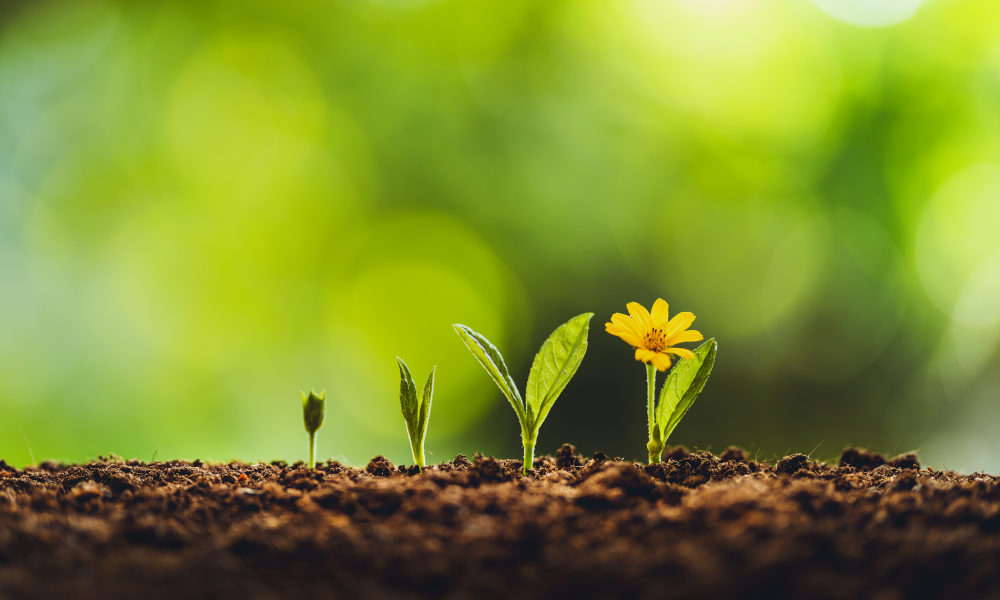 Personal Growth & Lifestyle Optimization